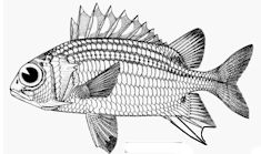 Sargocentron rubrum_claves